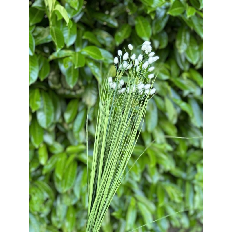 Saule velours | Feuillage haut de gamme