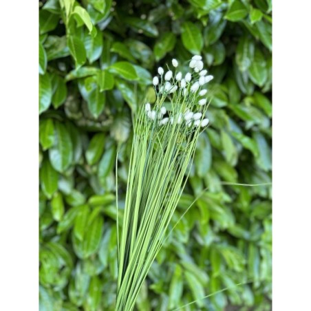 Saule velours | Feuillage haut de gamme