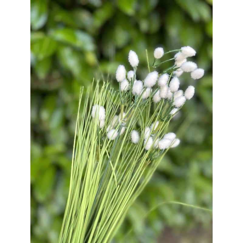 Saule velours | Feuillage haut de gamme