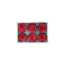 Rose Eternelle | Grossiste Fleuristes | Fleurs stabilisées