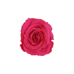 Rose Eternelle | Grossiste Fleuristes | Fleurs stabilisées