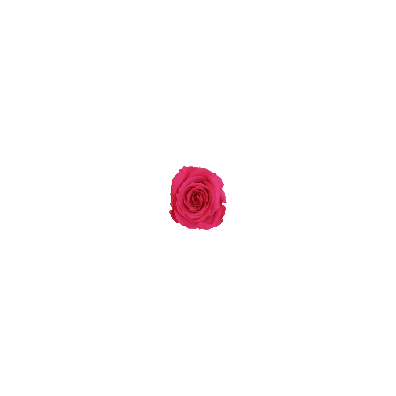 Rose Eternelle | Grossiste Fleuristes | Fleurs stabilisées