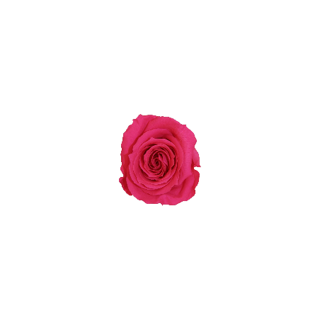 Rose Eternelle | Grossiste Fleuristes | Fleurs stabilisées