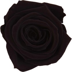 Rose Eternelle | Grossiste Fleuristes | Fleurs stabilisées