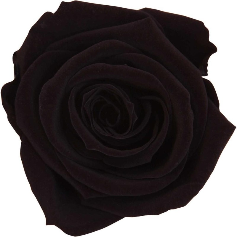 Rose Eternelle | Grossiste Fleuristes | Fleurs stabilisées