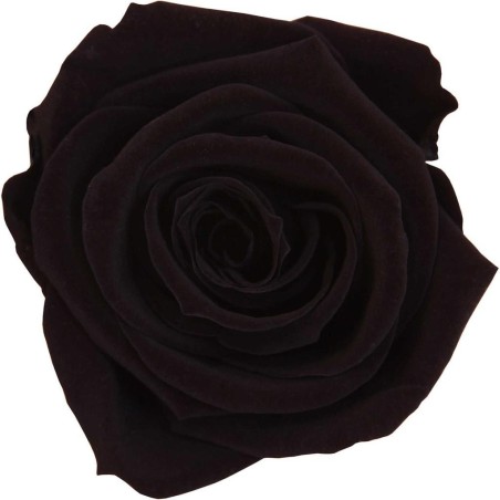 Rose Eternelle | Grossiste Fleuristes | Fleurs stabilisées