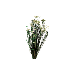 Helychrisium Stabilisé  | Grossiste Fleuristes | Fleurs Artificielles