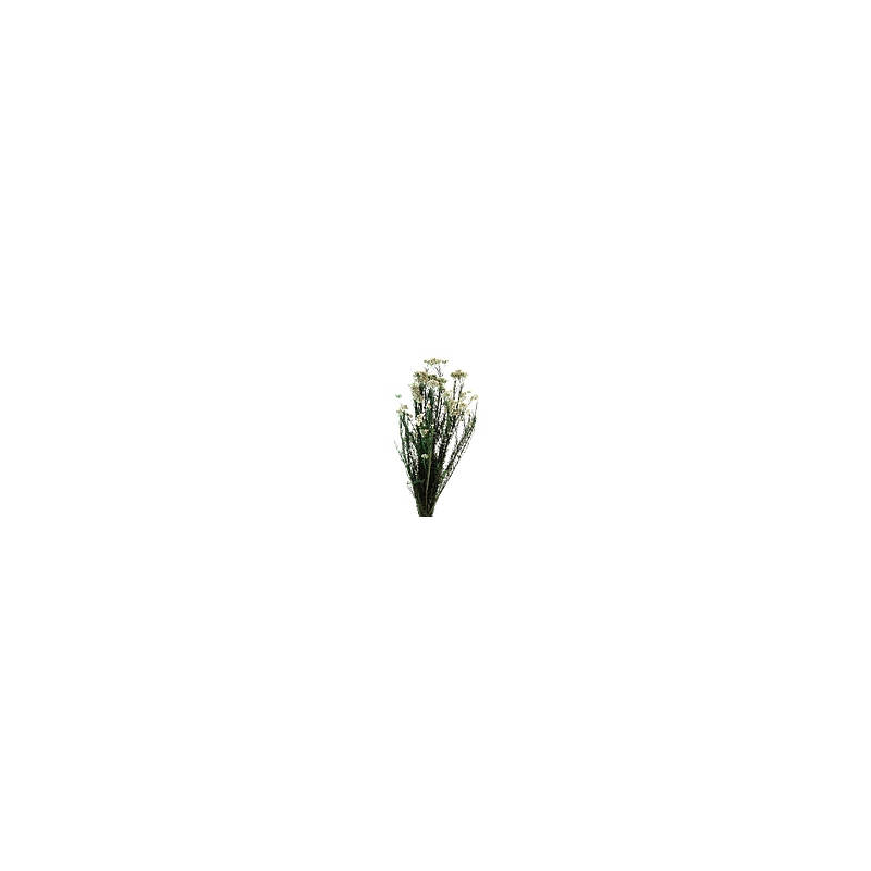 Helychrisium Stabilisé  | Grossiste Fleuristes | Fleurs Artificielles