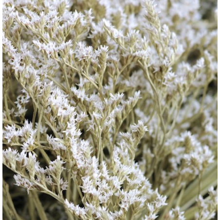 Statice séché  | Grossiste Fleuristes | Fleurs séchées