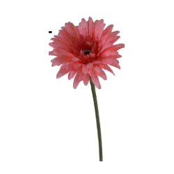 Gerbera artificiel | Fleurs Artificielles | Pas cher