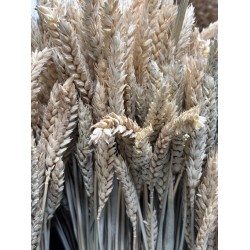Blé sec  | Grossiste Fleuristes | Fleurs séchées