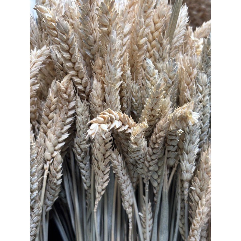 Blé sec  | Grossiste Fleuristes | Fleurs séchées