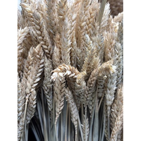 Blé sec  | Grossiste Fleuristes | Fleurs séchées