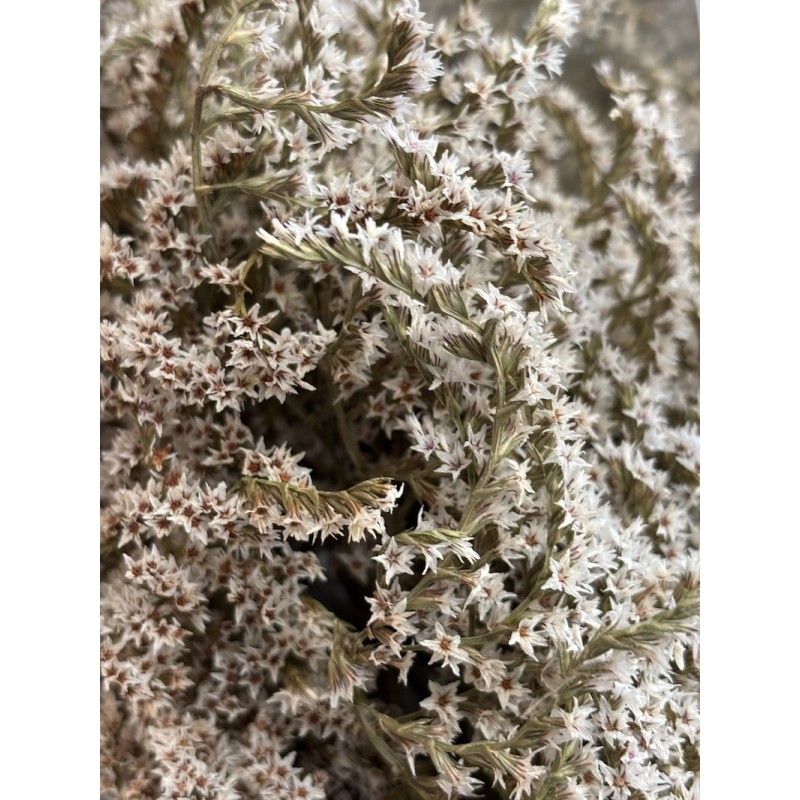 Statice séché  | Grossiste Fleuristes | Fleurs séchées