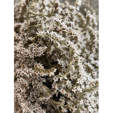 Statice séché  | Grossiste Fleuristes | Fleurs séchées