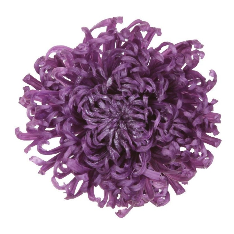 Chrysanthème Stabilisée  | Grossiste Fleuristes