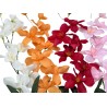 Orchidée Artificielle pas chère  "Gaia"- Différentes couleurs