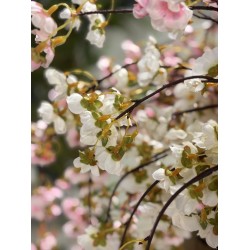 Branche Cerisier artificiel | Grossiste Fleuriste | Qualité Prix