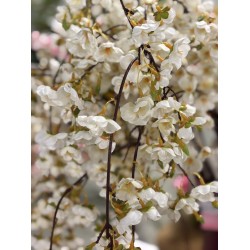 Branche Cerisier artificiel | Grossiste Fleuriste | Qualité Prix