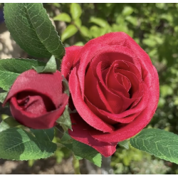 Rose artificielle avec bouton | Grossiste Fleuriste | Qualité Prix