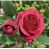Rose artificielle "Flavie" H67- Différentes couleurs