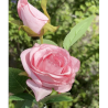 Rose artificielle "Flavie" H67- Différentes couleurs