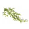Asparagus Vert - Feuillage Artificiel