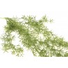 Asparagus Vert - Feuillage Artificiel
