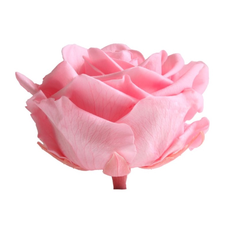 Rose Stabilisée  | Grossiste Fleuristes | Fleurs Artificielles