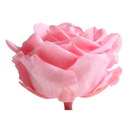 Rose Stabilisée  | Grossiste Fleuristes | Fleurs Artificielles