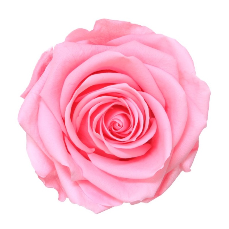 Rose Stabilisée  | Grossiste Fleuristes | Fleurs Artificielles