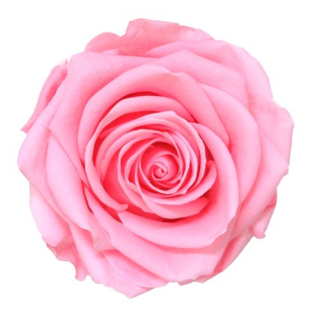 Rose Stabilisée  | Grossiste Fleuristes | Fleurs Artificielles