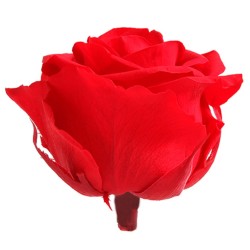 Rose Stabilisée  | Grossiste Fleuristes | Fleurs Artificielles