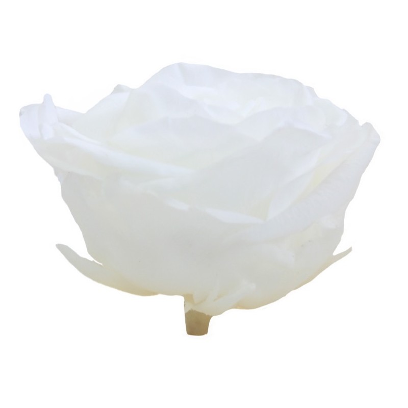 Rose Stabilisée  | Grossiste Fleuristes | Fleurs Artificielles