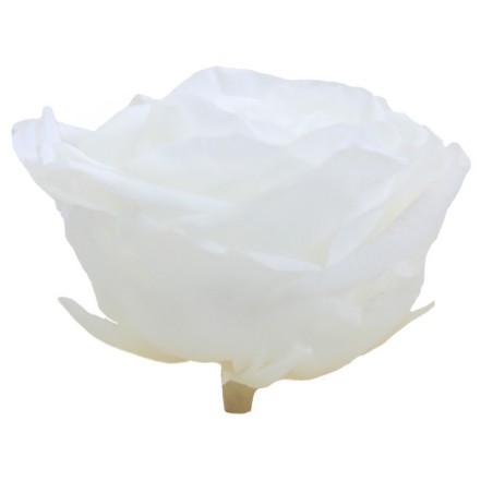 Rose Stabilisée  | Grossiste Fleuristes | Fleurs Artificielles