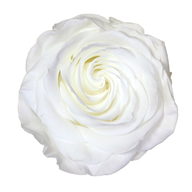 Rose Stabilisée  | Grossiste Fleuristes | Fleurs Artificielles