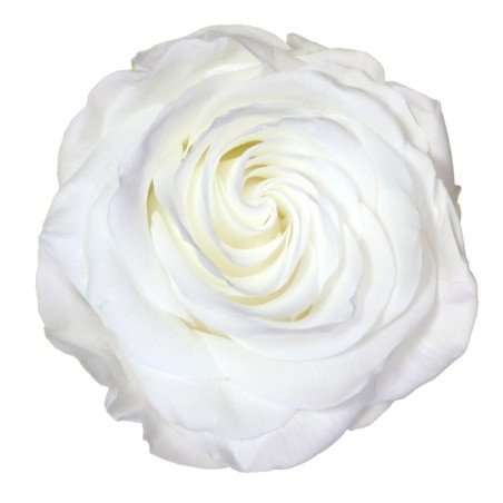 Rose Stabilisée  | Grossiste Fleuristes | Fleurs Artificielles