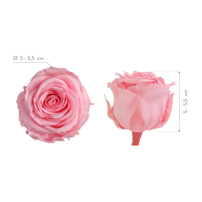 Rose Eternelle | Grossiste Fleuristes | Fleurs stabilisées