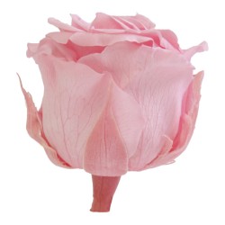 Rose Eternelle | Grossiste Fleuristes | Fleurs stabilisées