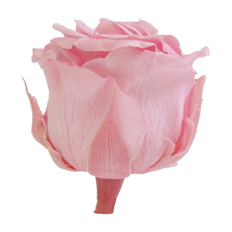 Rose Eternelle | Grossiste Fleuristes | Fleurs stabilisées