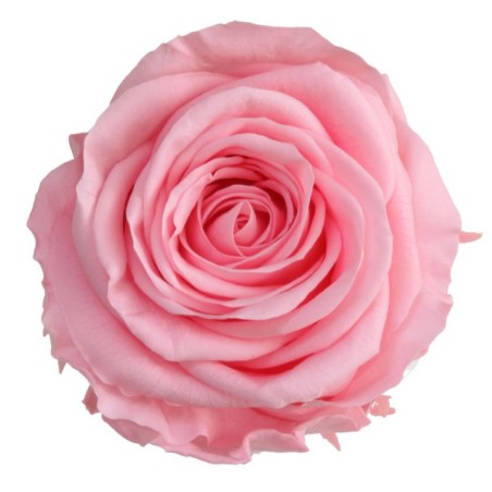 Rose Eternelle | Grossiste Fleuristes | Fleurs stabilisées
