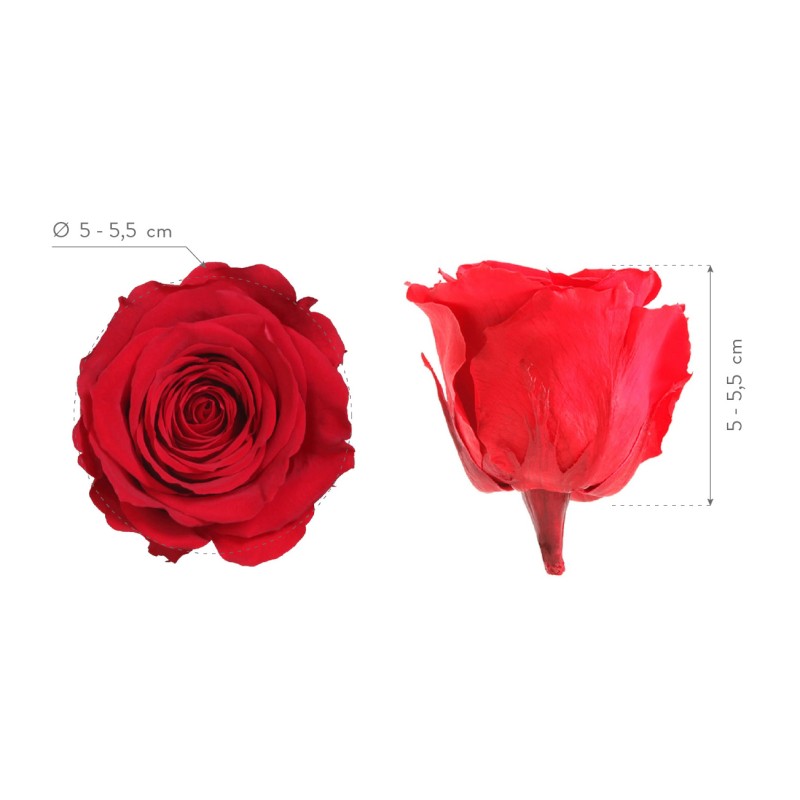 Rose Eternelle | Grossiste Fleuristes | Fleurs stabilisées