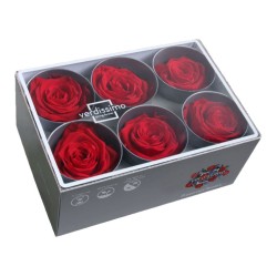 Rose Eternelle | Grossiste Fleuristes | Fleurs stabilisées
