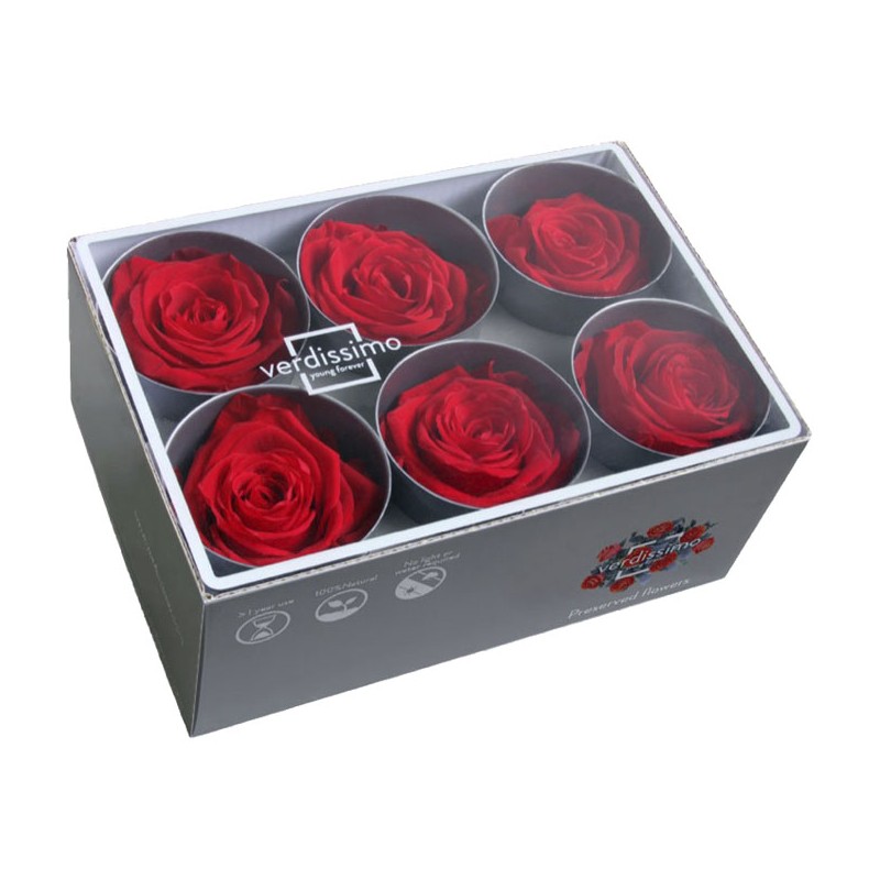 Rose Eternelle | Grossiste Fleuristes | Fleurs stabilisées