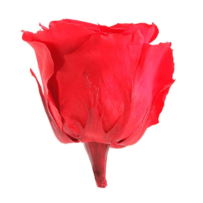 Rose Eternelle | Grossiste Fleuristes | Fleurs stabilisées