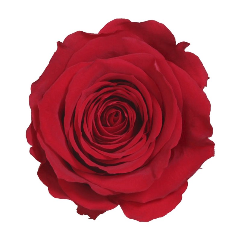 Rose Eternelle | Grossiste Fleuristes | Fleurs stabilisées