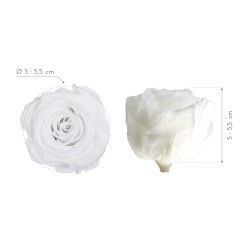 Rose Eternelle | Grossiste Fleuristes | Fleurs stabilisées