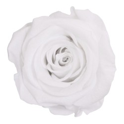Rose Eternelle | Grossiste Fleuristes | Fleurs stabilisées