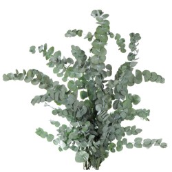 Eucalyptus Stabilisé  | Grossiste Fleuristes | Fleurs Eternelles