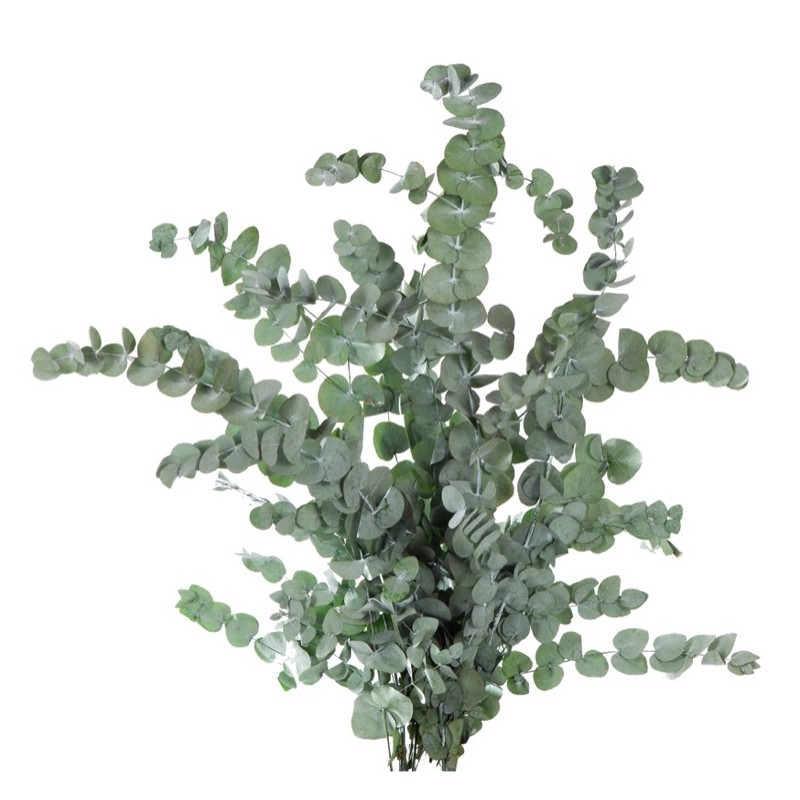 Eucalyptus Stabilisé  | Grossiste Fleuristes | Fleurs Eternelles